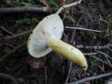 Lactarius aspideoides image