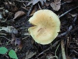 Cortinarius armillatus image