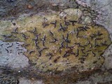 Phaeographis lyellii image