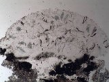 Phaeographis lyellii image