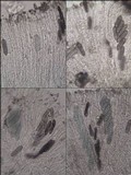 Phaeographis lyellii image