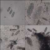 Phaeographis lyellii image