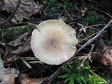 Chroogomphus ochraceus image