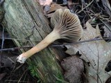 Chroogomphus ochraceus image