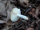 Russula pectinatoides image