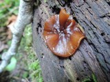 Pachyella clypeata image