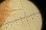 Leccinellum crocipodium image