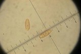 Leccinellum crocipodium image