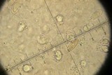 Leccinellum crocipodium image