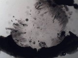 Pyrenula macrospora image