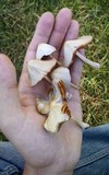 Conocybe apala image