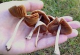 Conocybe apala image