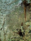 Pertusaria hymenea image