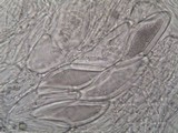 Pertusaria hymenea image