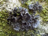Leptogium cochleatum image