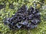 Leptogium cochleatum image
