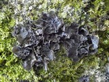 Leptogium cochleatum image