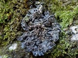 Leptogium cochleatum image