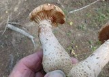 Armillaria gallica image
