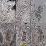 Julella vitrispora image