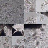 Julella vitrispora image