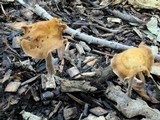 Agrocybe arvalis image