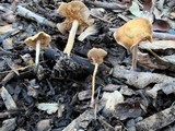 Agrocybe arvalis image