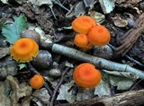 Hygrocybe miniata image