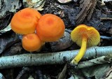Hygrocybe miniata image