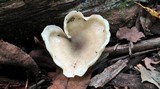 Clitocybe odora image