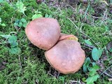 Aureoboletus innixus image