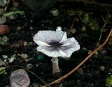 Leucocoprinus brebissonii image