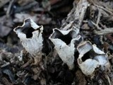 Cyathus stercoreus image