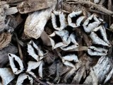 Cyathus stercoreus image