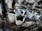 Cyathus stercoreus image