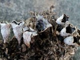 Cyathus stercoreus image