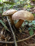 Aureoboletus innixus image