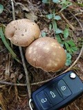 Aureoboletus innixus image