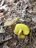 Aureoboletus innixus image