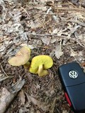 Aureoboletus innixus image