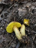 Aureoboletus innixus image