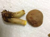 Aureoboletus innixus image
