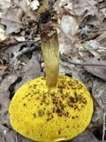 Aureoboletus innixus image