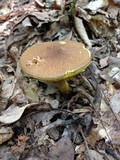 Aureoboletus innixus image