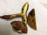 Aureoboletus innixus image