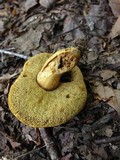 Aureoboletus innixus image
