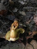 Aureoboletus innixus image