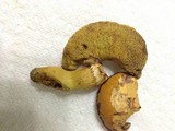 Aureoboletus innixus image