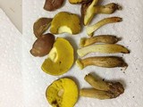 Aureoboletus innixus image
