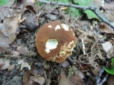 Boletus roxanae image